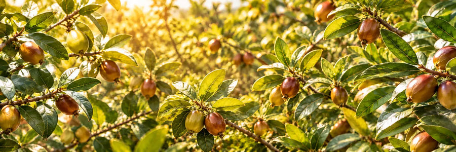 Huile de jojoba bio